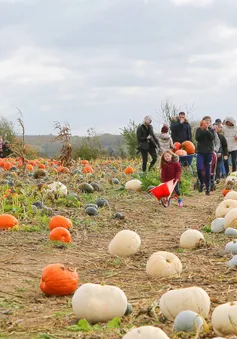 Nông trại bí ngô tự chọn mùa Halloween