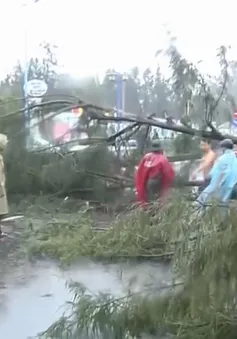 Ảnh hưởng bão số 9, TP Vũng Tàu mưa lớn, hàng loạt cây xanh ngã đổ