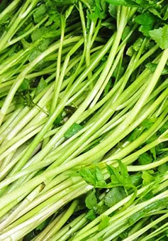 Thương lái các nước quan tâm đến rau cần Việt