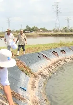 Nhiều chuyển biến tích cực trong thích ứng với biến đổi khí hậu ở ĐBSCL