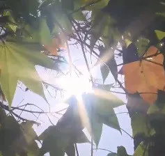 Rừng lá phong Đà Lạt trở thành điểm du lịch lý tưởng