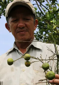 Quýt hồng chết hàng loạt, nông dân Đồng Tháp lao đao