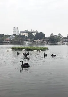 Lý giải việc bầy thiên nga ở hồ Thiền Quang không bao giờ bay ra khỏi hồ