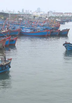 Ngư dân miền Trung trúng "lộc biển" đầu năm