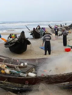 Ngư dân Thừa Thiên-Huế trúng đậm cá khoai