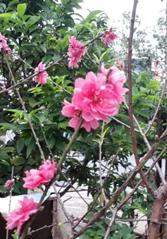 Công dụng làm thuốc từ cây đào