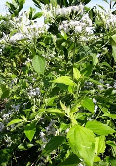 Cây cỏ lào: Công dụng cầm máu sát trùng