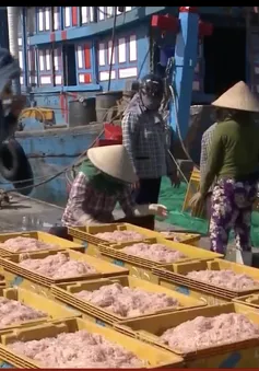 Quảng Ngãi: Ngư dân trúng đậm mùa ruốc biển