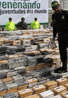 Colombia bắt giữ hơn 5 tấn cocaine giấu trong lô chuối