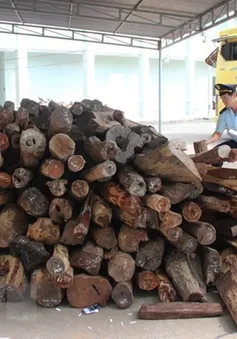 Quảng Nam: Bắt giữ xe tải vận chuyển hơn 2000 kg gỗ trắc không rõ nguồn gốc