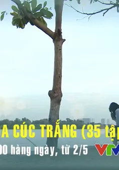 Phim truyện Việt Nam "Hoa cúc trắng" đang được phát sóng lúc 12h hàng ngày trên VTV8