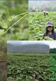 Đi tìm bí mật sau thương hiệu su su Tam Đảo "ngậm sương đêm"