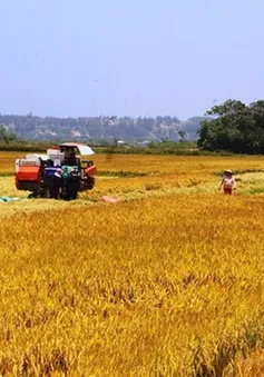 Nông dân Bình Định, Phú Yên được mùa vụ Đông Xuân