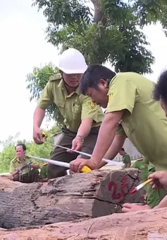 Vụ buôn lậu gỗ quy mô lớn ở Đăk Nông: Ai chịu trách nhiệm?