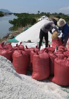 Muối rớt giá xuống 600 đồng/kg, diêm dân Phú Yên gặp khó