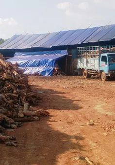 Đắk Nông: Kiểm tra, xử lý các lò than tự phát hoạt động trong khu dân cư