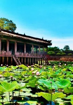 Mùa sen Huế