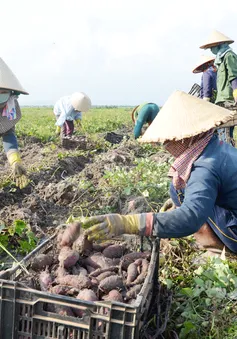 Nông dân Gia Lai thua lỗ do trồng khoai lang Nhật tự phát