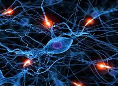 Thuốc ảo giác có thể thay đổi cấu trúc của tế bào não