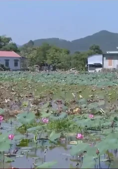 Thừa Thiên Huế mất mùa sen