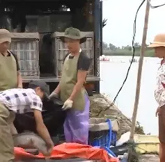 Nhiều mô hình sản xuất chưa phát huy hết tiềm năng do thiếu vốn