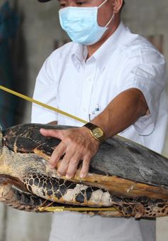 Trừng phạt nghiêm khắc đối tượng mua bán, tàng trữ số lượng lớn xác rùa biển nguy cấp, quý hiếm