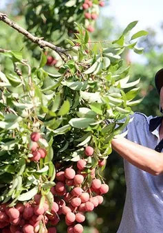 Chủ động tìm đầu ra cho quả vải thiều