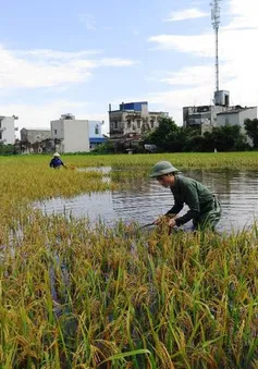 Mưa lớn, hàng nghìn hecta lúa tại Cà Mau bị ngập nước