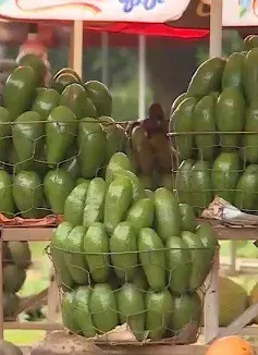 Bơ Tây Nguyên đang khẳng định giá trị