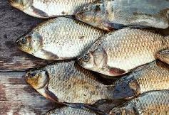 Cá: nguồn dinh dưỡng chính của người dân Scandinavia thời kỳ đồ đá