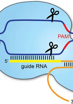 Công nghệ chỉnh sửa gen có thể làm thay đổi cấu trúc ADN