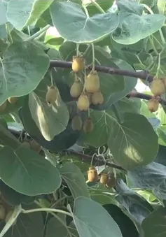 Mô hình trồng kiwi hiệu quả cao tại Trung Quốc