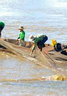 Cảnh báo tình trạng tận diệt cá non đầu mùa lũ