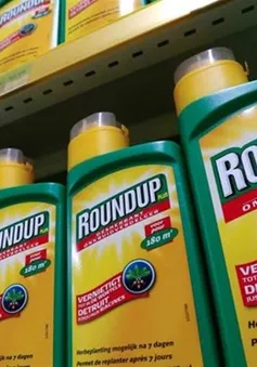 Anh cân nhắc ngừng bán thuốc diệt cỏ Roundup của Monsanto