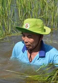 Hàng trăm ha lúa ở An Giang chìm trong nước lũ