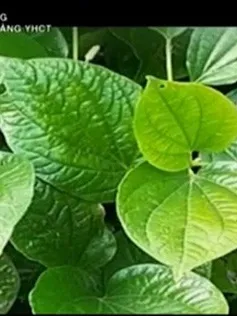 Những công dụng tuyệt vời của lá lốt