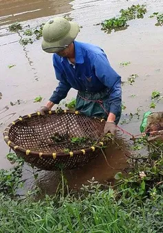 Người dân vùng đầu nguồn có thu nhập khá từ nghề đặt cua đồng