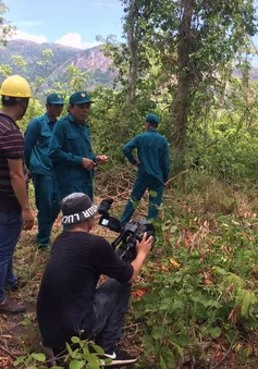 Lâm tặc manh động, Khánh Hoà tăng cường bảo vệ rừng căm xe