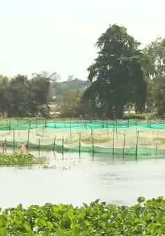 Những mô hình sinh kế hiệu quả trong mùa lũ