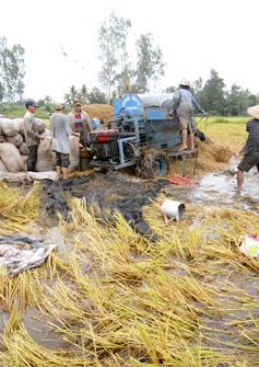 Phập phồng nỗi lo xuống giống lúa vụ 3