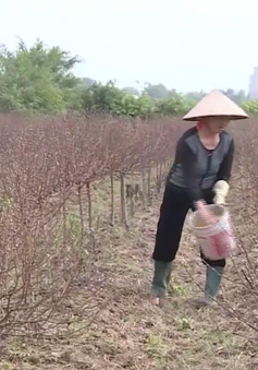 Nông dân Nam Định, Thái Bình lao đao do mất mùa đào