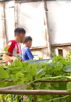 Gầy dựng vườn rau đảo Đá Đông, Trường Sa sau bão