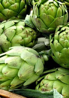 Công dụng hữu ích của cây atiso