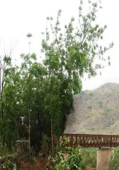 Hơn 8.200 tỷ đồng khôi phục tuyến đường sắt răng cưa Tháp Chàm - Đà Lạt
