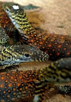 Indonesia sẽ tạm đóng cửa Đảo rồng Komodo