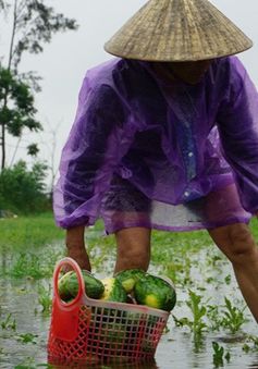 Nông dân trồng dưa hấu trắng tay vì bão số 1