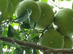 Quảng bá bưởi Phúc Trạch đến với người tiêu dùng