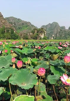 Lúa trải vàng, sen nở rộ giữa thu ở "thánh địa sống ảo Ninh Bình"