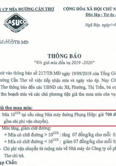 Công bố giá thu mua mía 700 đồng/kg, dự báo nông dân bị lỗ