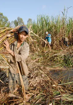 Ngành mía đường Việt: Bảo hộ hay “thua ngay trên sân nhà”?